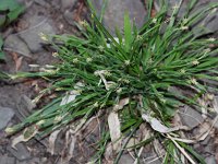Broad Loose-Flowered Sedge